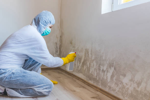 Licensed Mold Remediation service in Nokesville, VA - WQB Mold Removal